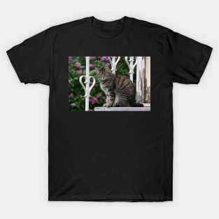 The cat on the stairs T-Shirt